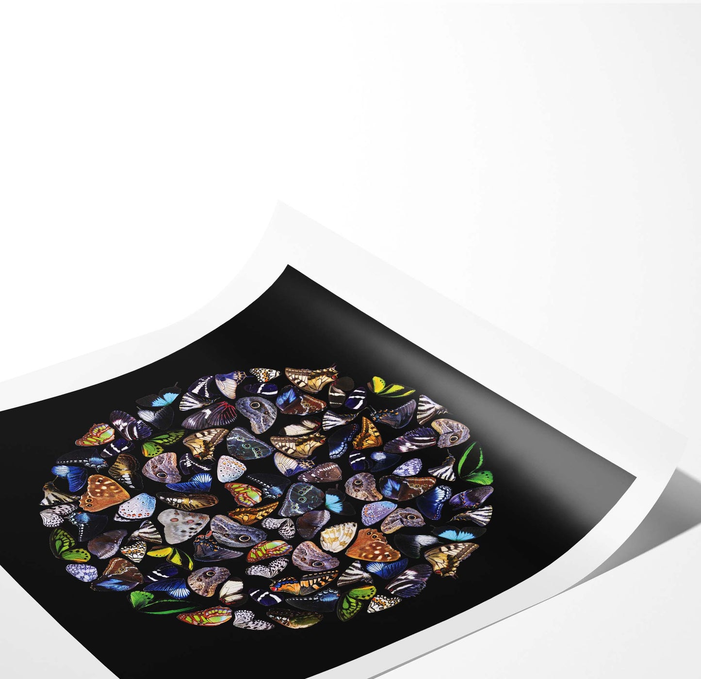 Black Butterfly Square